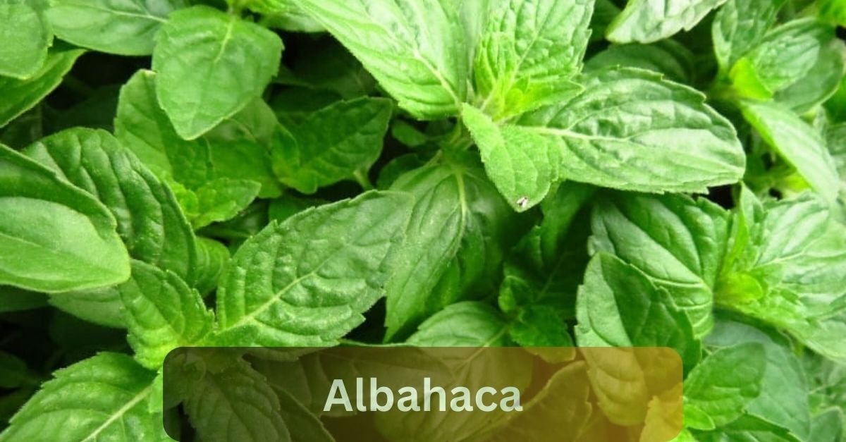 Albahaca