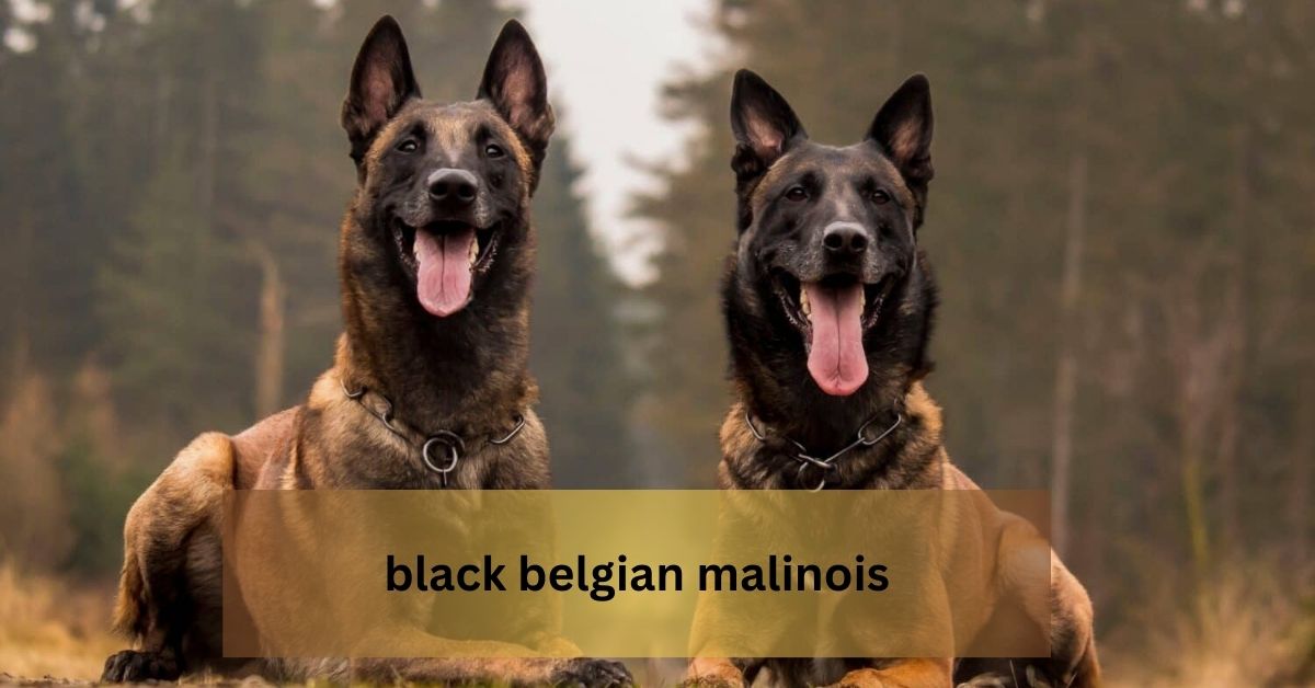 black belgian malinois