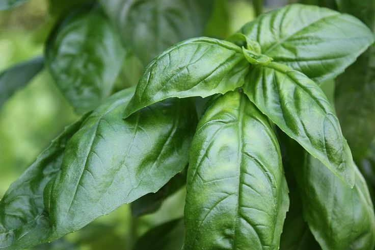 Basil: An Emblem of Summer's Bounty