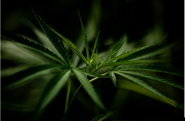 Insider Tips for Purchasing High-Quality Hemp-Derived Products