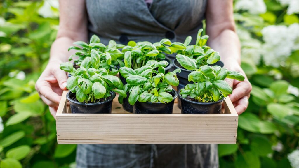 Basil: A Companion Plant in Organic Gardening