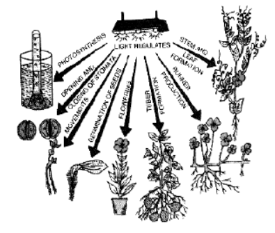 Environmental Factors and Bright Spot Occurrence: